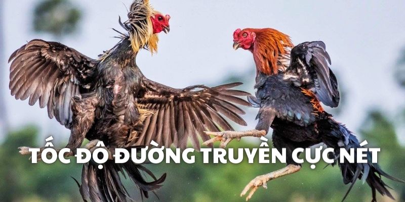 Tốc độ tải, truy cập xem trận đấu cực nhanh Tốc độ tải, truy cập xem trận đấu cực nhanh